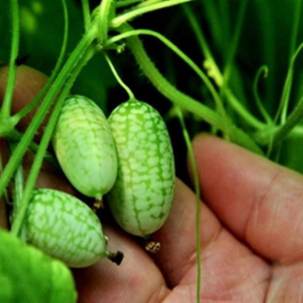 10pcs Super Mini Graines de pasteque Thumb Seeds